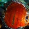 Roter Diskus - Symphysodon discus