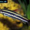 Prachtkopfsteher - Anostomus anostomus