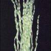 Vallisneria contortionist