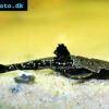 Gitarren Bratpfannenwels - Bunocephalus coracoideus