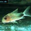 Similis-Panzerwels - Corydoras similis