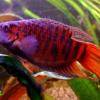 Paradiesfisch - Macropodus opercularis