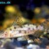 Augenflecken-Fiederbartwels - Synodontis ocellifer