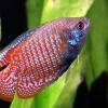Roter Zwergfadenfisch - Colisa lalia