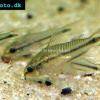 Zwergpanzerwels - Corydoras pygmaeus