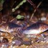 Gosses Panzerwels - Corydoras gossei