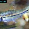 Afrikanischer Längsbandsalmler - Neolebias unifasciatus