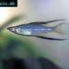 Filigran-Regenbogenfisch - Iriatherina werneri