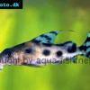 Schmuckfiederbartwels - Synodontis decorus