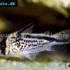 Deckers Panzerwels - Corydoras loxozonus