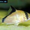 Schwarzrücken-Panzerwels - Corydoras metae