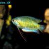 Gestreifter Fadenfisch - Colisa fasciata