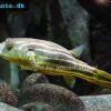 Nikugelfisch - Tetraodon lineatus