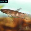Betta krataios