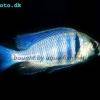 Likomamaulbrüter - Placidochromis electra