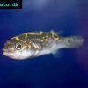 Palembang-Kugelfisch - Tetraodon biocellatus