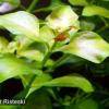 Ludwigia repens
