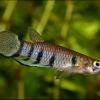 Querbandhechtling - Epiplatys dageti dageti
