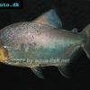 Gamitana-Scheibensalmler - Piaractus brachypomus