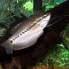 Schaufelfadenfisch - Trichogaster pectoralis