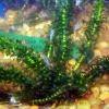 Elodea canadensis