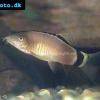 Aalstrich-prachtschmerle - Yasuhikotakia morleti
