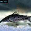 Langbärtiger Panzerwels - Dianema longibarbis