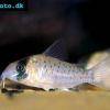 Fleckpanzerwels - Corydoras atropersonatus
