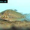 Leopard-Panzerwels - Corydoras leopardus