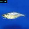 Lake Wanam-Regenbogenfisch - Glossolepis wanamensis