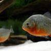 Roter Piranha - Pygocentrus nattereri