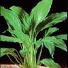 Spathiphyllum wallisii