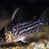 Schmuckpanzerwels - Corydoras ornatus