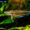 Javakampffisch - Betta picta