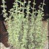 Lindernia rotundifolia