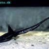 Peitschenwels - Platystacus cotylephorus