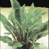 Cryptocoryne lutea