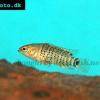 Blaubarsch - Badis badis