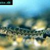 Augenfleck-Ceylonschmerle - Acanthocobitis botia