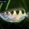 Schützenfisch - Toxotes jaculatrix