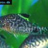 Netz-Panzerwels - Corydoras reticulatus