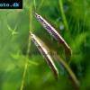 Spitzmaul-Ziersalmler - Nannostomus eques
