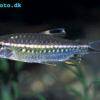 Afrikanischer Großschuppensalmler - Arnoldichthys spilopterus