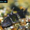 Siamesischer Ringelwels - Pseudomystus siamensis