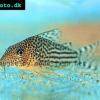 Prachtcorydoras - Corydoras haraldschultzi