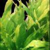 Hygrophila guianensis