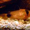 Pandapanzerwels - Corydoras panda