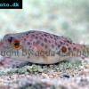 Rot-gefleckter Kugelfisch - Tetraodon abei