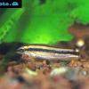 Schwarzstreifen-Prachtschmerle - Yasuhikotakia nigrolineata