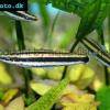 Goldstreifen-Kopfsteher - Anostomus ternetzi